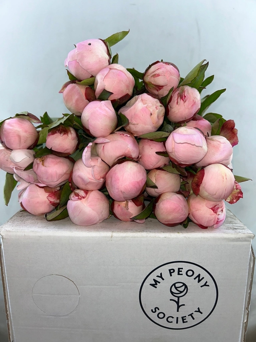 <h4>Paeonia Gardenia</h4>