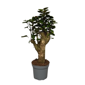 Polyscias Fabian