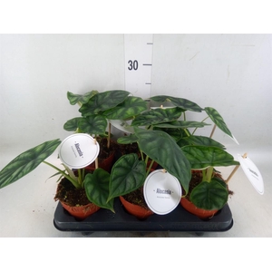 Alocasia  'Dragon Scale'