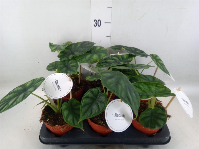 <h4>Alocasia  'Dragon Scale'</h4>