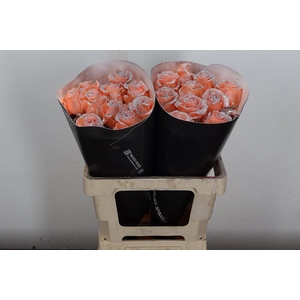 R Ov Wx Versilia Glitter Zilver