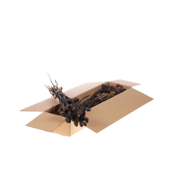 <h4>Papaver Sb Deep Brown</h4>