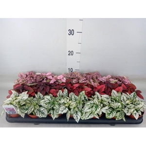 Hypoestes phyllo.   ...mix