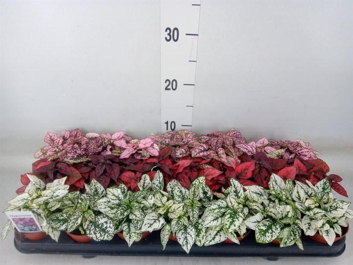 <h4>Hypoestes phyllo.   ...mix</h4>