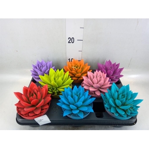 Echeveria  'Miranda'