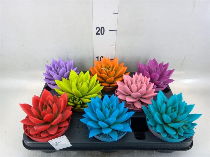 <h4>Echeveria  'Miranda'</h4>