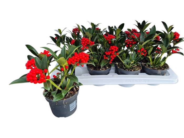 <h4>SKIM JA OBERRIES RED</h4>