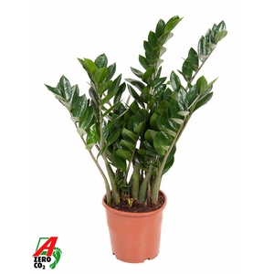 Zamioculcas zamiifolia
