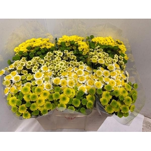 CHR SAN GEM SUNNY MIX