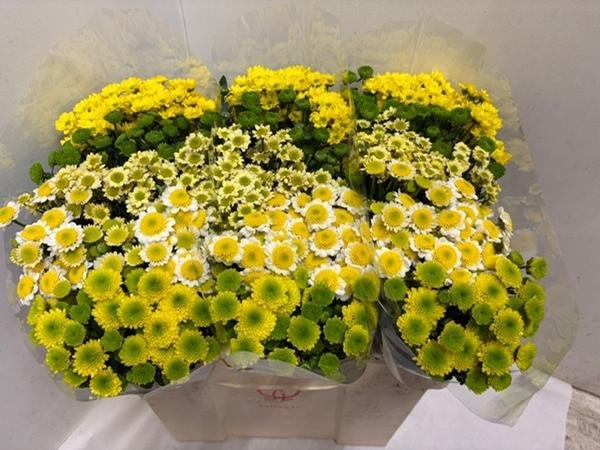 <h4>CHR SAN GEM SUNNY MIX</h4>