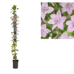 Clematis 'Hagley Hybrid' +Long & strong label