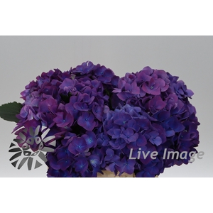 Hydrangea royal opera