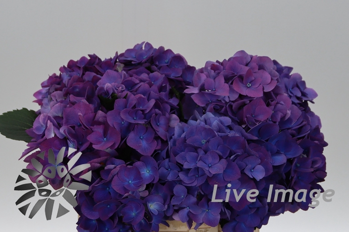 <h4>Hydrangea royal opera</h4>