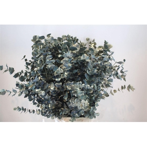 Euca Cinerea Antique Blau 200gr P Bunch
