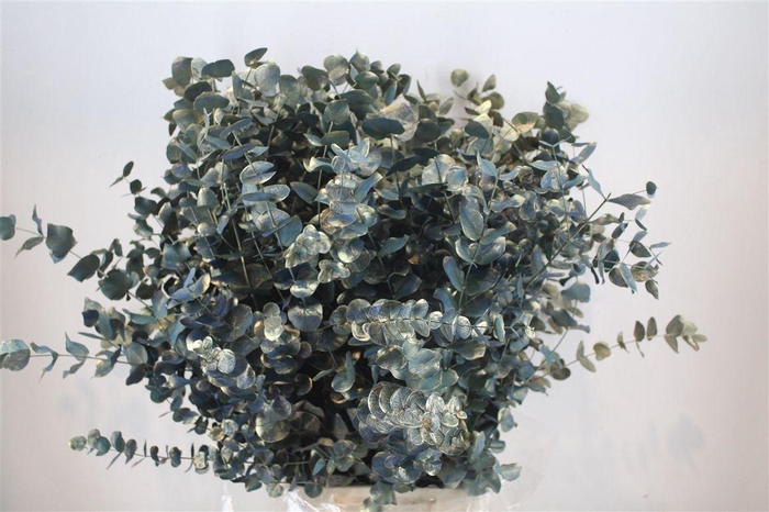 <h4>Euca Cinerea Antique Blau 200gr P Bunch</h4>