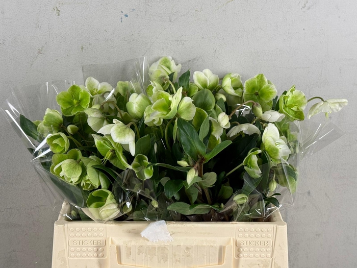 <h4>HELL MAGNIFIC BELLS 035CM</h4>