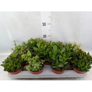 Crassula   ...mix