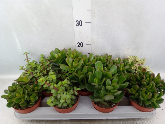 Crassula   ...mix