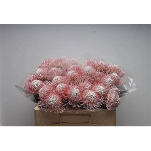 LEUCO NAOMI GEFAE WEISS