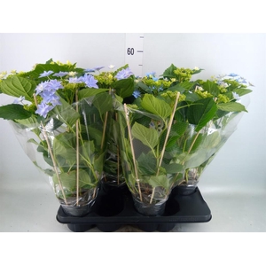 Hydrangea mac. 'Hovaria'