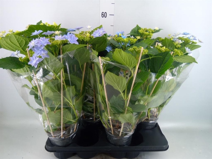 <h4>Hydrangea mac. 'Hovaria'</h4>
