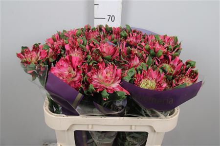 <h4>Alstroemeria  'Fashionista Sofiena'</h4>
