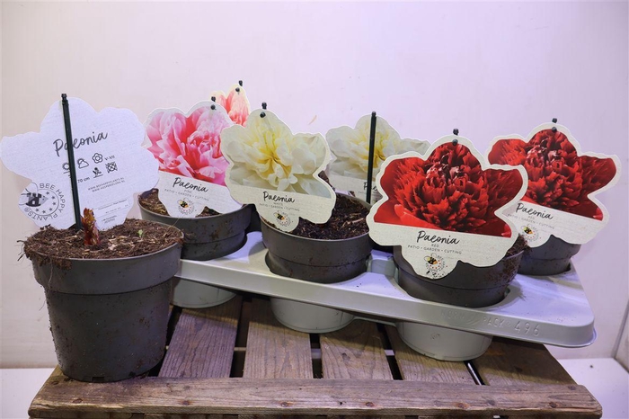 <h4>arr8 Paeonia L Gem</h4>