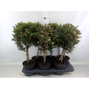 Myrtus communis