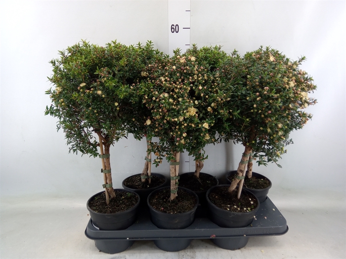 <h4>Myrtus communis</h4>