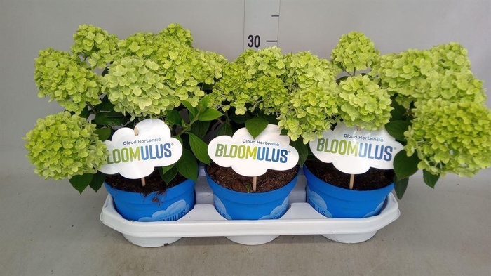 <h4>Hydrangea pan. 'Bloomulus' ..mixtro</h4>