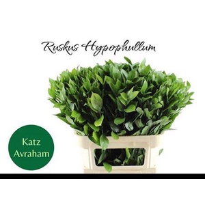 Ruscus Hypophyllum