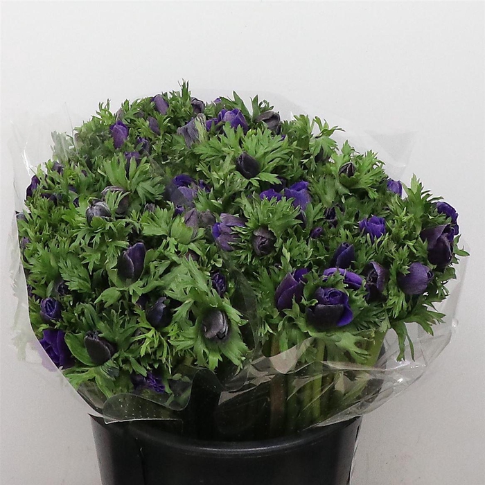 <h4>Anem Mistral Blue</h4>