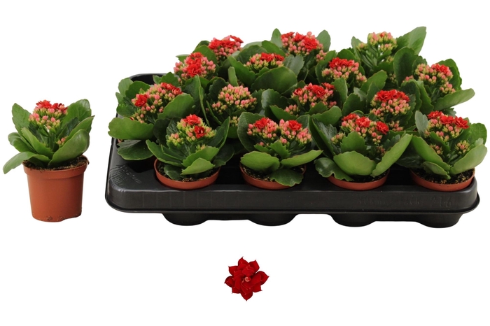 <h4>KAL GE DON JUSTINO</h4>