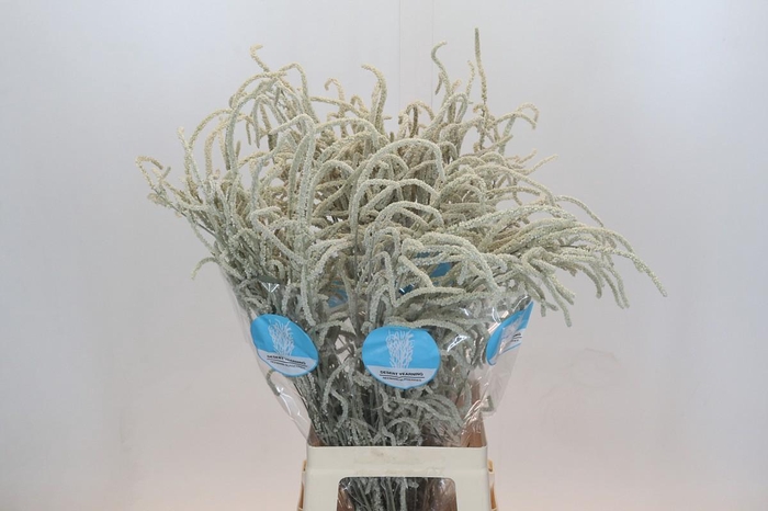 <h4>Amaranthus Yearming Desert</h4>