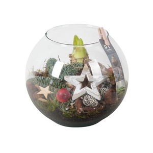 PTACH8307 Arrangement Amaryllis Kerst in glas bol