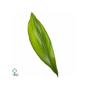 Aspidistra Variegata