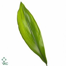 <h4>Aspidistra Variegata</h4>