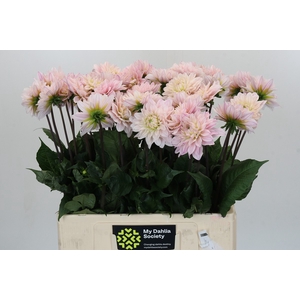 Dahlia Silver Years