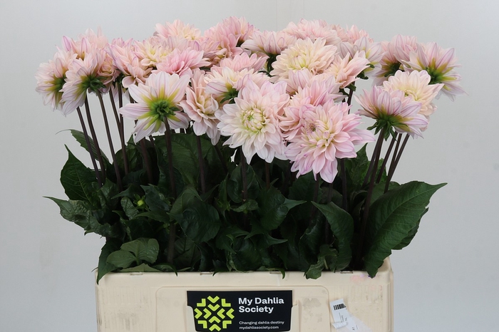 <h4>Dahlia Silver Years</h4>