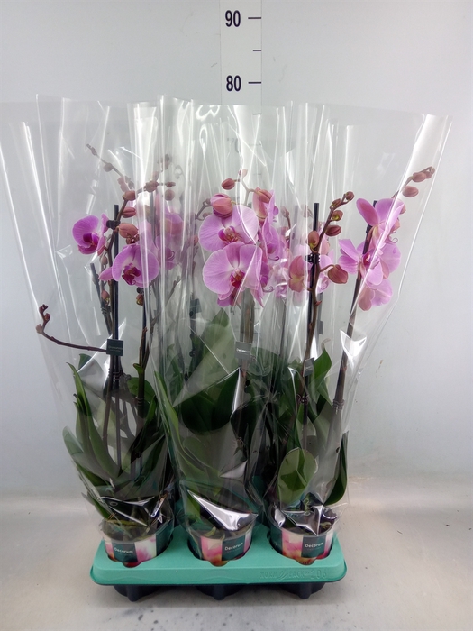 <h4>Phalaenopsis   ...</h4>