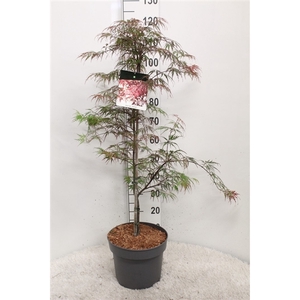 Acer palmatum 'Garnet' P29 potgekweekt