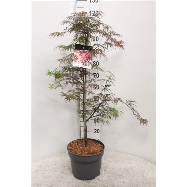 <h4>Acer palmatum 'Garnet' P29 potgekweekt</h4>