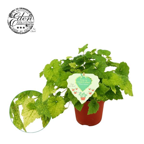<h4>Tolmiea Menziesii 12cm</h4>