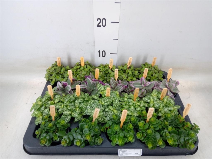 <h4>Planten ..mix</h4>