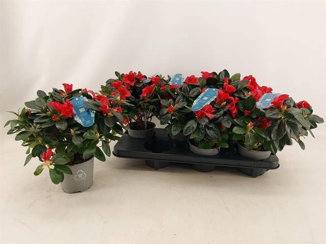 <h4>RHODO SI AIKO RED</h4>