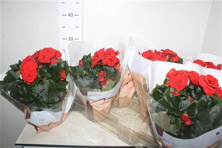 <h4>Begonia Elatior Grp Dubbel 'baladin'</h4>