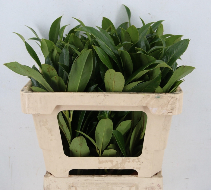 <h4>PRUNUS LAUROCERASUS</h4>