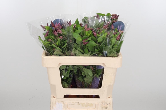 <h4>Clem Amazing Kyiv</h4>