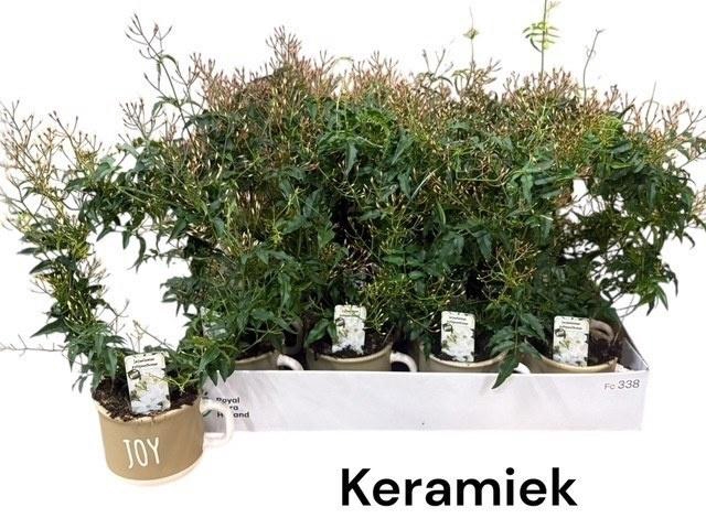 <h4>JASM POLYANTHUM WIT</h4>