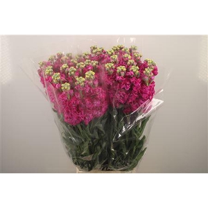 Matth Iron * Premium* Hot Pink